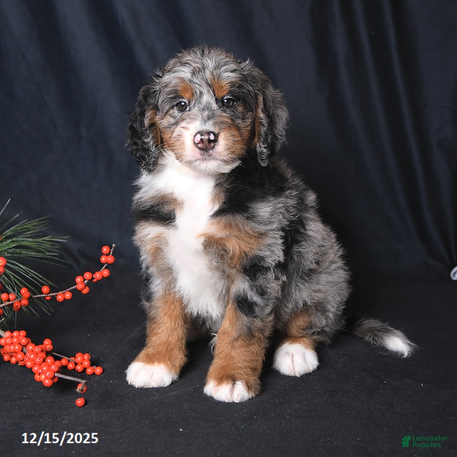 Bernedoodle dogs Cody - Ad 5