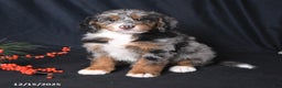 Bernedoodle dogs for sale: Cody - Ad 1