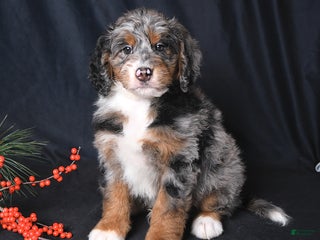 Bernedoodle dogs Cody - Ad 9