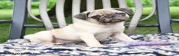 Pug dogs for sale: Sebastian - Ad 3