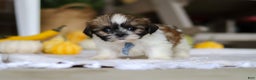 Shih Tzu dogs for sale: Winkie - Ad 2