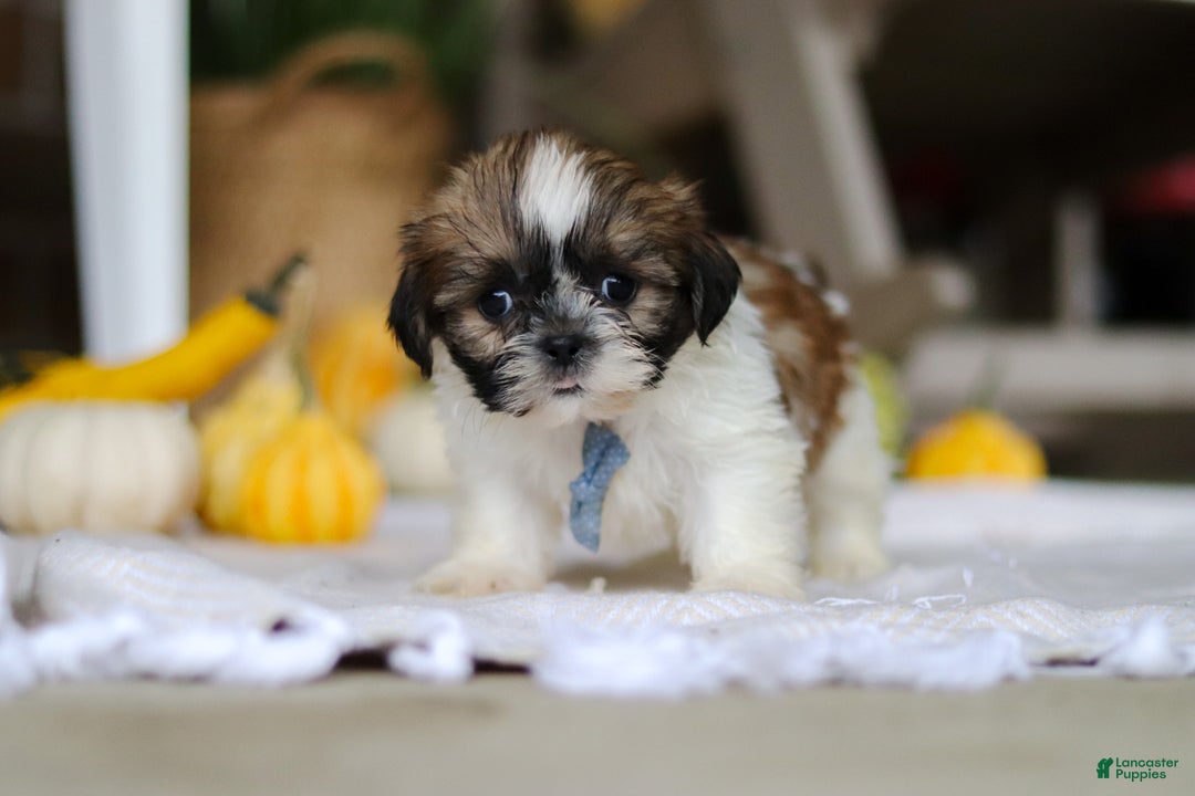 Shih Tzu dogs for sale: Winkie - Ad 2