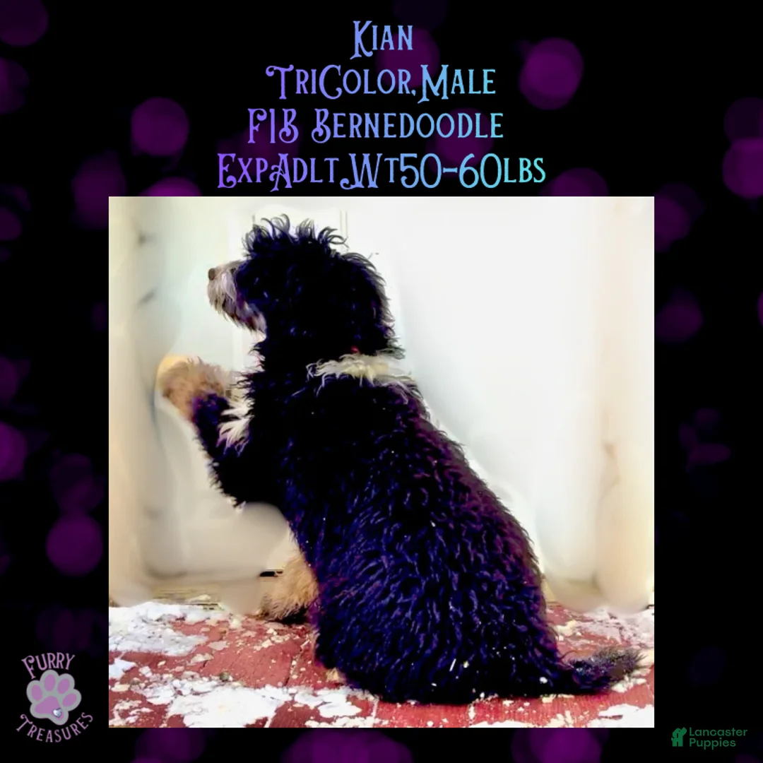 Mini Bernedoodle dogs for sale: Kian “Blue Collar” Male - Ad 6