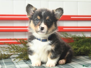 Welsh Corgi Pembroke dogs Fluffy Chocolate Drop - Ad 3