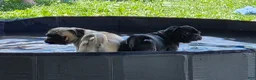 Pug dogs for sale: Charlie  - Ad 7
