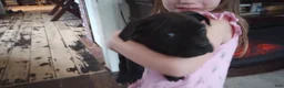 American Bully dogs for sale: Victoria Anthony - Ad 4