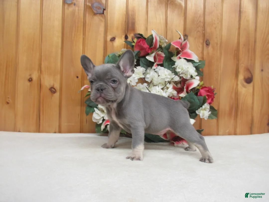 French Bulldog dogs for sale: AKC Sammy - Ad 2