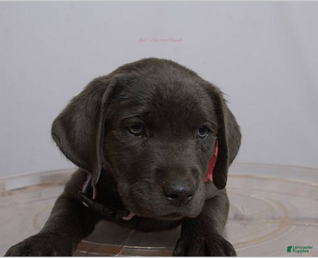 Labrador Retriever dogs for sale: Labrador Retriever Puppy 5 - Ad 23
