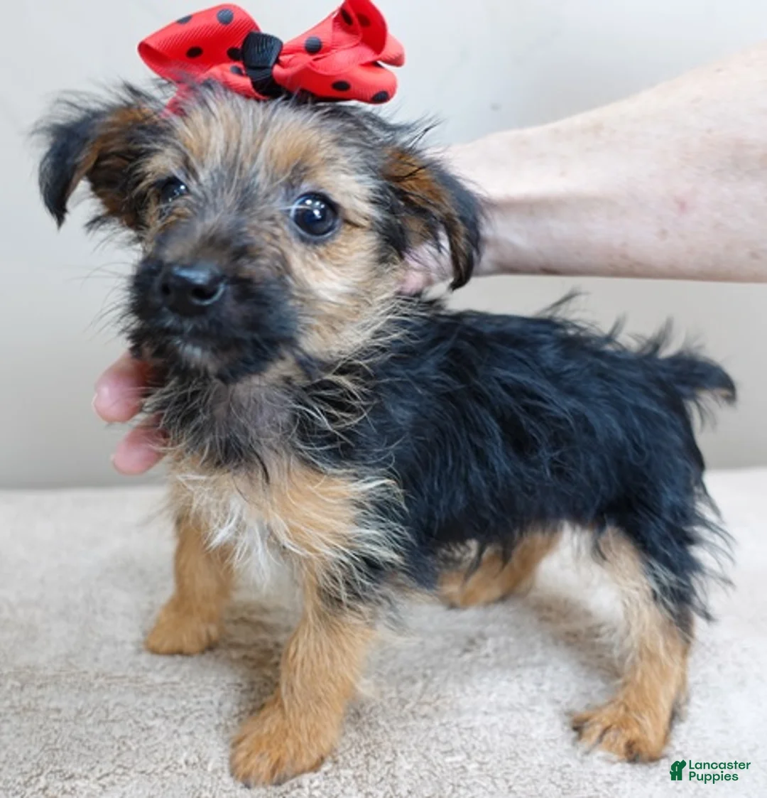Yorkshire Terrier dogs for sale: Little guy 2 lbs - Ad 9
