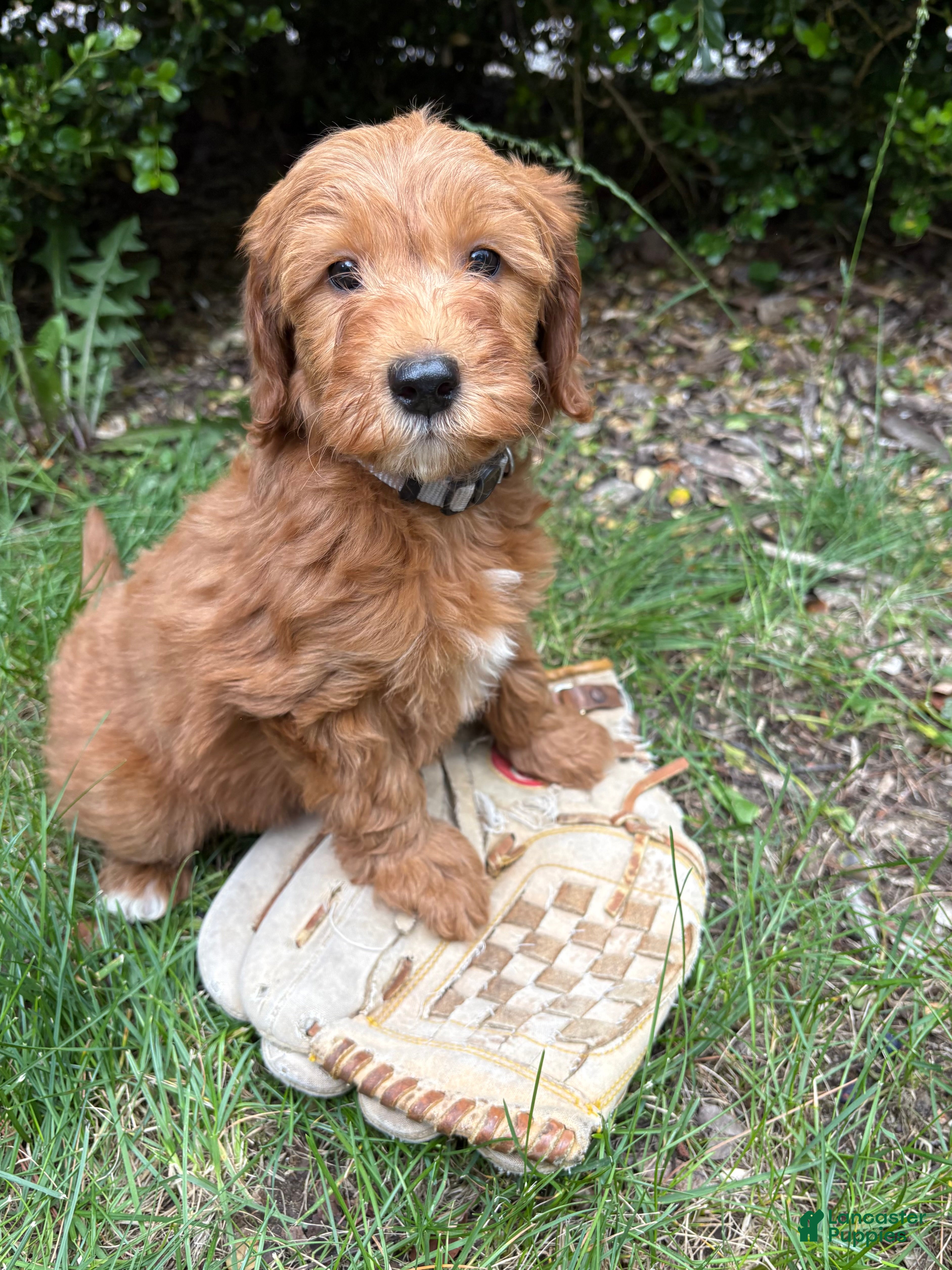 Goldendoodle dogs Athena - Ad 1