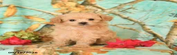 Maltipoo dogs for sale: Tyler - Ad 2