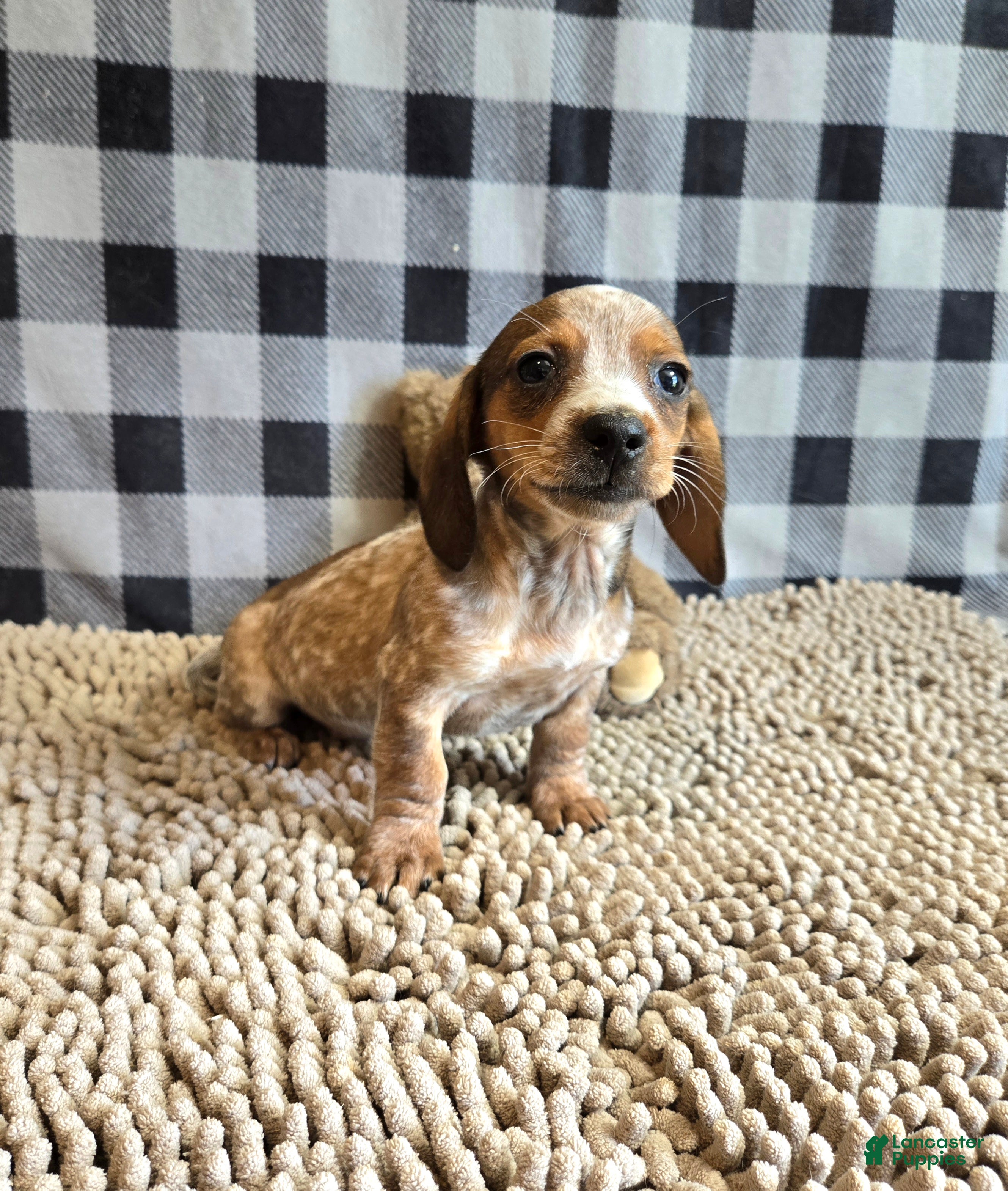 Miniature Dachshund dogs for sale: Kent - Ad 5
