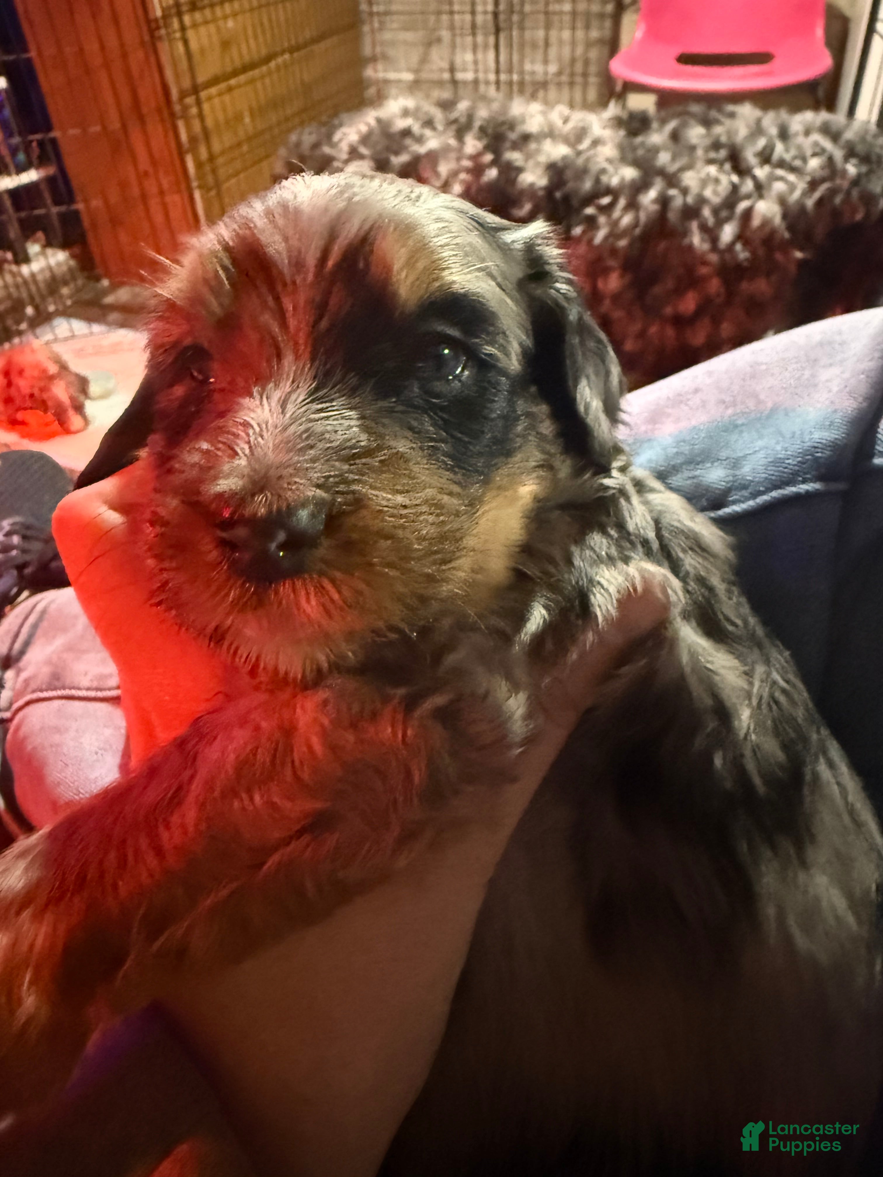 Mini Bernedoodle dogs for sale: Mini Bernedoodle Faith - Ad 3