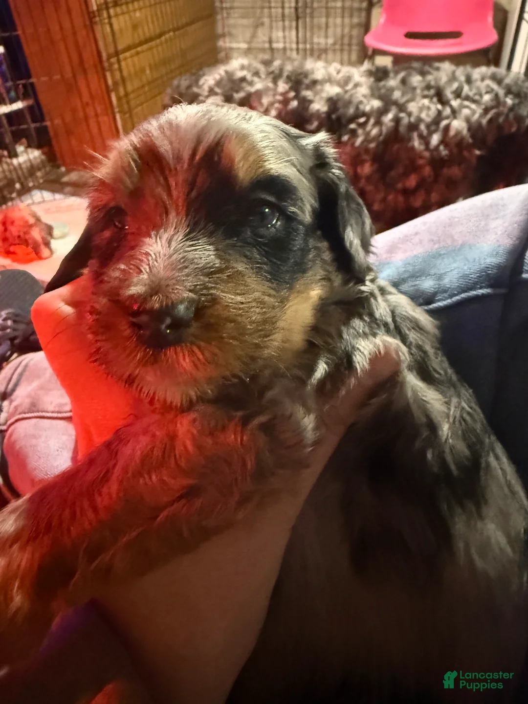 Mini Bernedoodle dogs for sale: Mini Bernedoodle Faith - Ad 1
