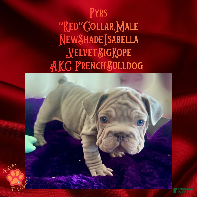 French Bulldog dogs Pyrs “Red Collar” Male - Ad 29