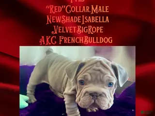French Bulldog dogs Pyrs “Red Collar” Male - Ad 29