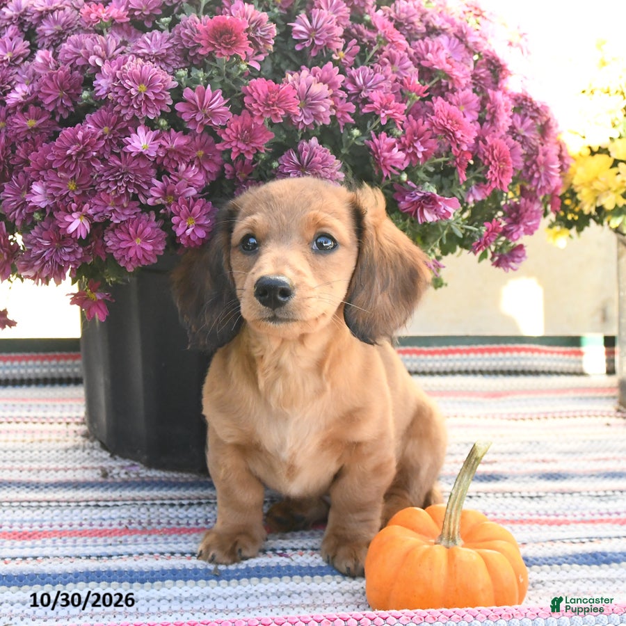 Miniature Dachshund dogs for sale: Kyle - Ad 1