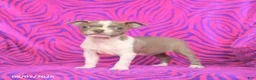 Boston Terrier dogs for sale: Lilac - Ad 3