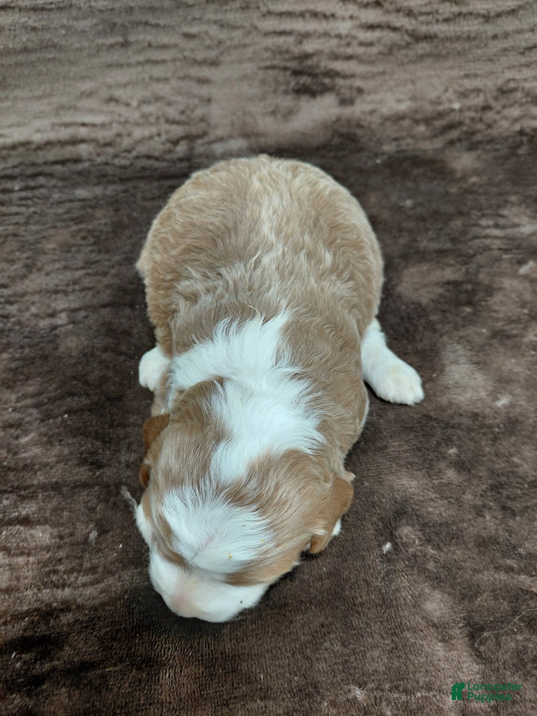 Mini Bernedoodle dogs for sale: Mr Awesome - Ad 8