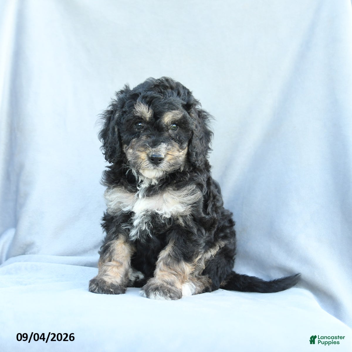 Mini Bernedoodle dogs Minnie - Ad 2