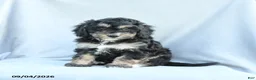 Mini Bernedoodle dogs for sale: Minnie - Ad 2