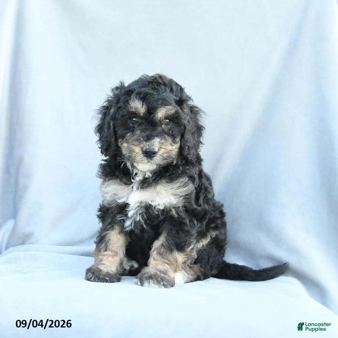 Mini Bernedoodle dogs for sale: Minnie - Ad 2