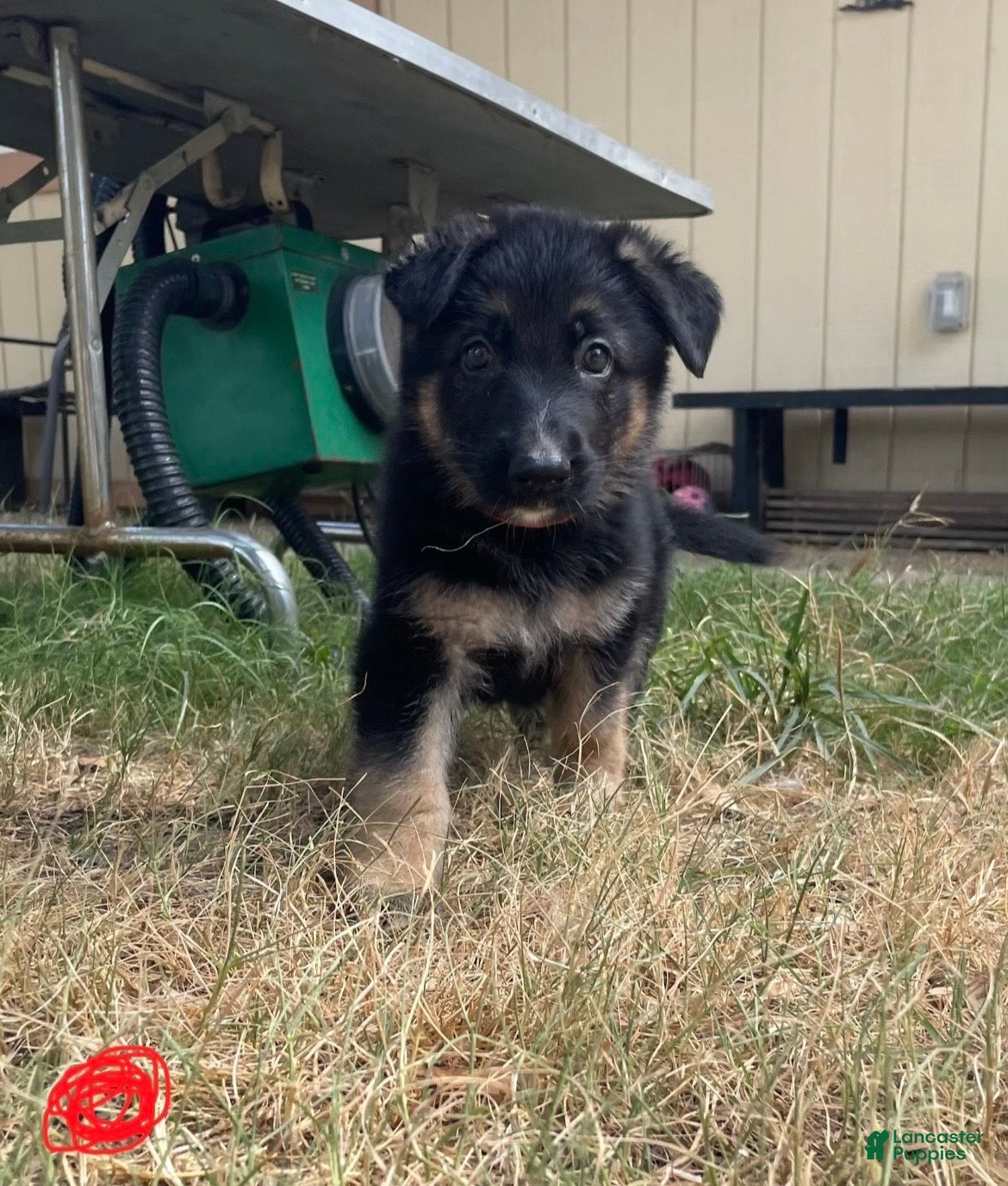 German Shepherd dogs Red - Ad 1
