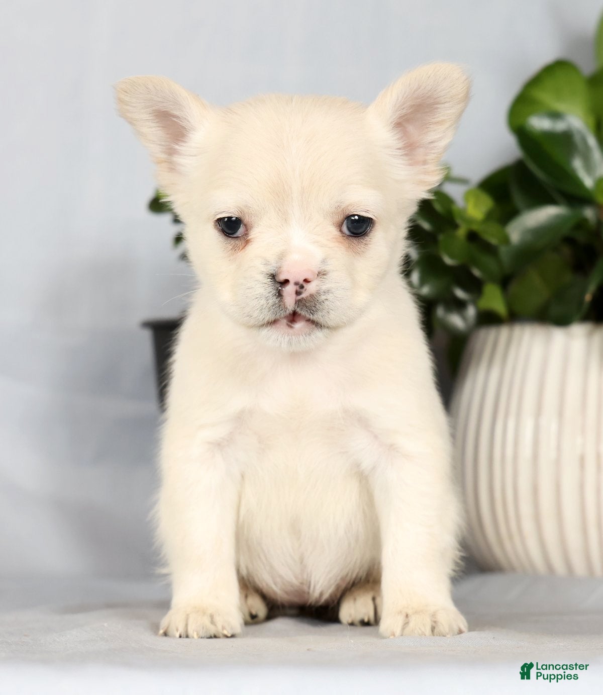 French Bulldog dogs Nora - Ad 2