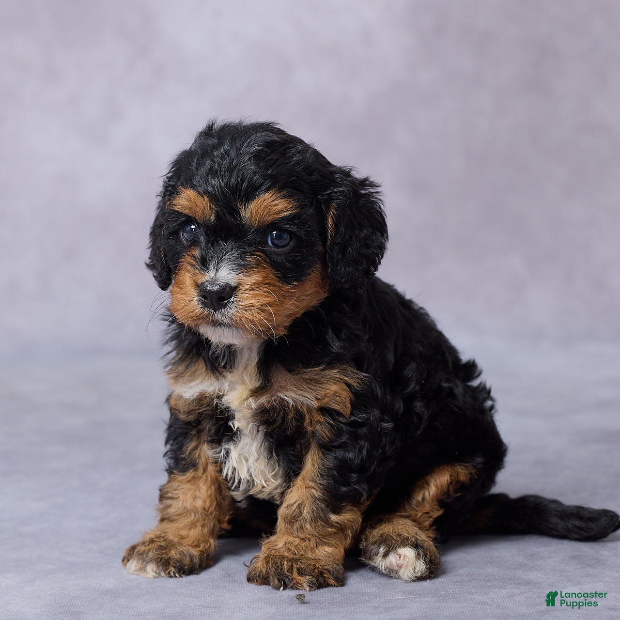 Cavapoo dogs Brooke - Ad 1