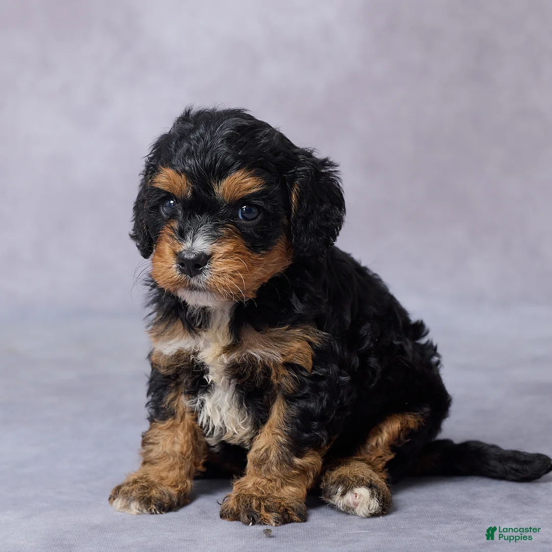 Cavapoo dogs for sale: Brooke - Ad 1