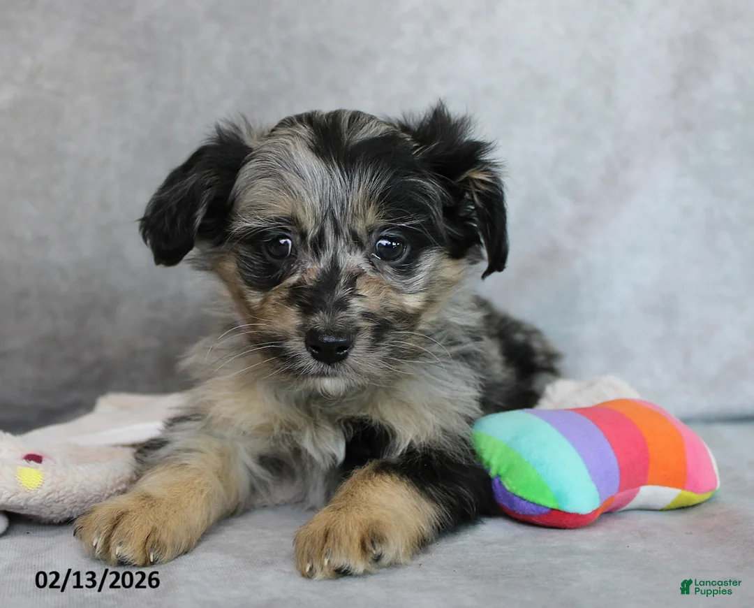 Mini Aussiedoodle dogs for sale: Bella   - Ad 6