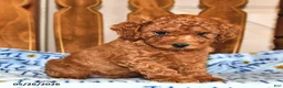 Cavapoo dogs for sale: Peter - Ad 3