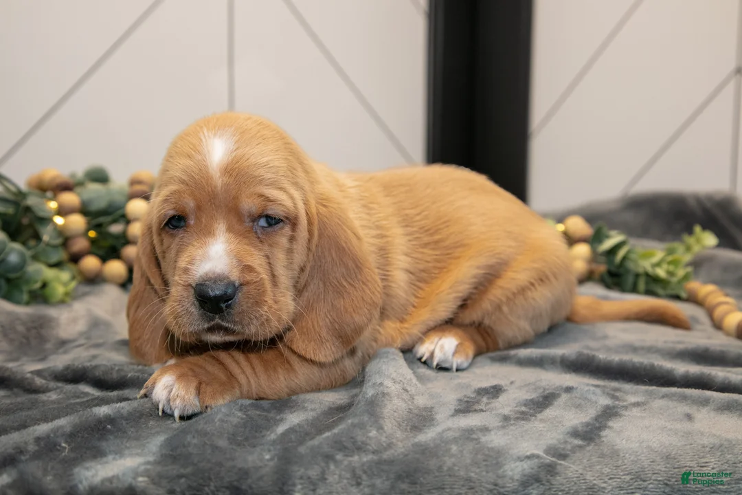 Basset Hound dogs for sale: Dallas - Ad 3