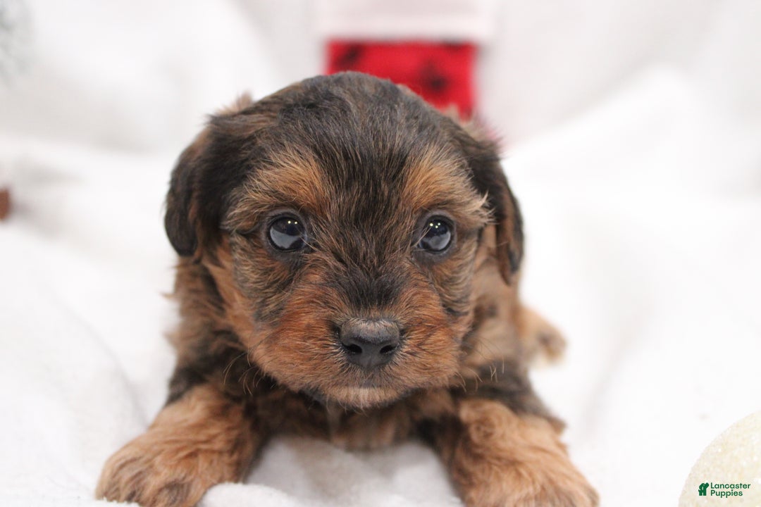 Yorkiepoo dogs for sale: Kaiden  - Ad 1
