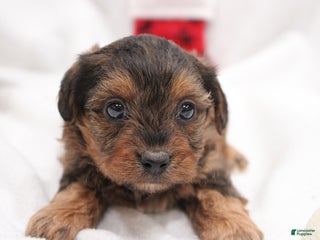 Yorkiepoo dogs Kaiden - Ad 24