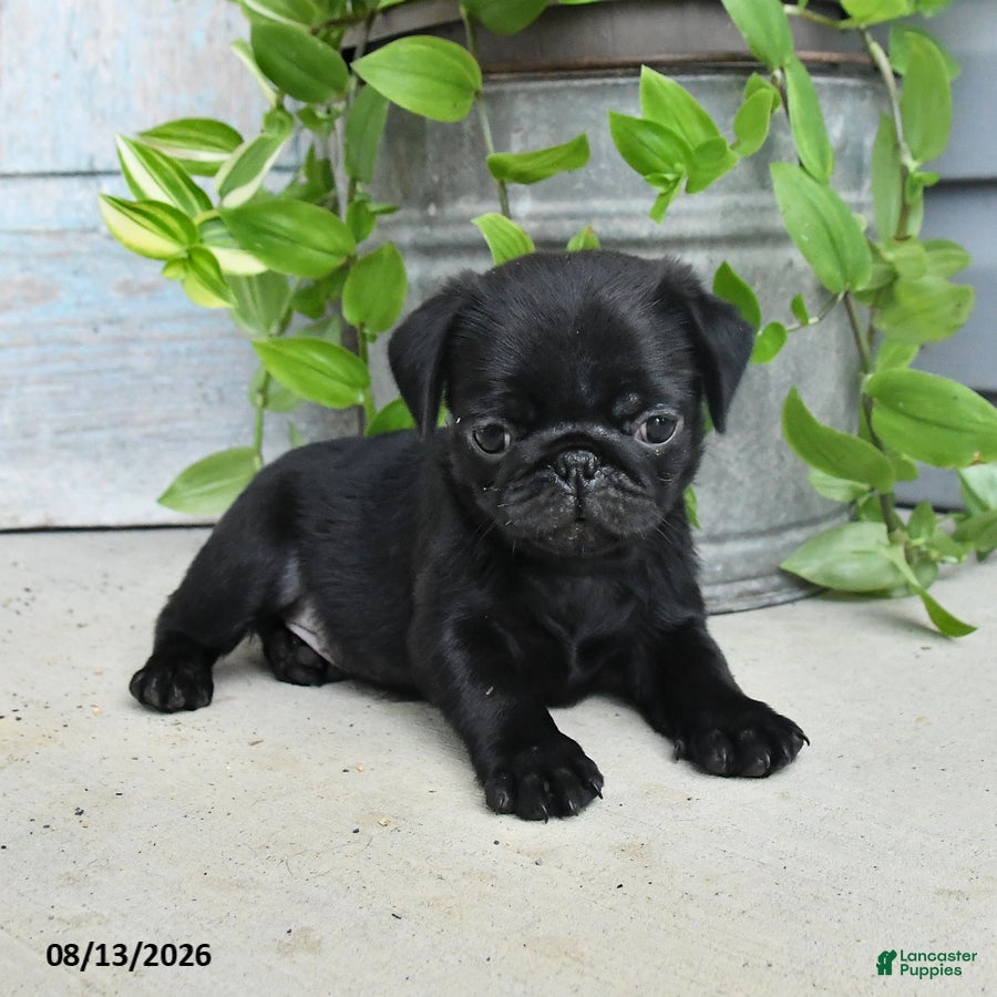 Pug dogs Rascal - Ad 1