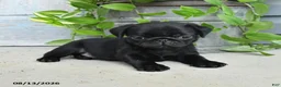 Pug dogs for sale: Rascal - Ad 1