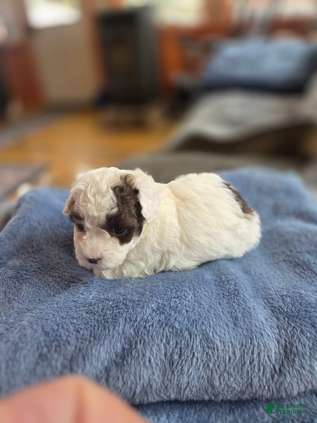 Toy Poodle dogs for sale: Toy Poodle Puppy 2 - Ad 3
