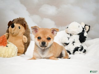 Chihuahua dogs - Ad 8