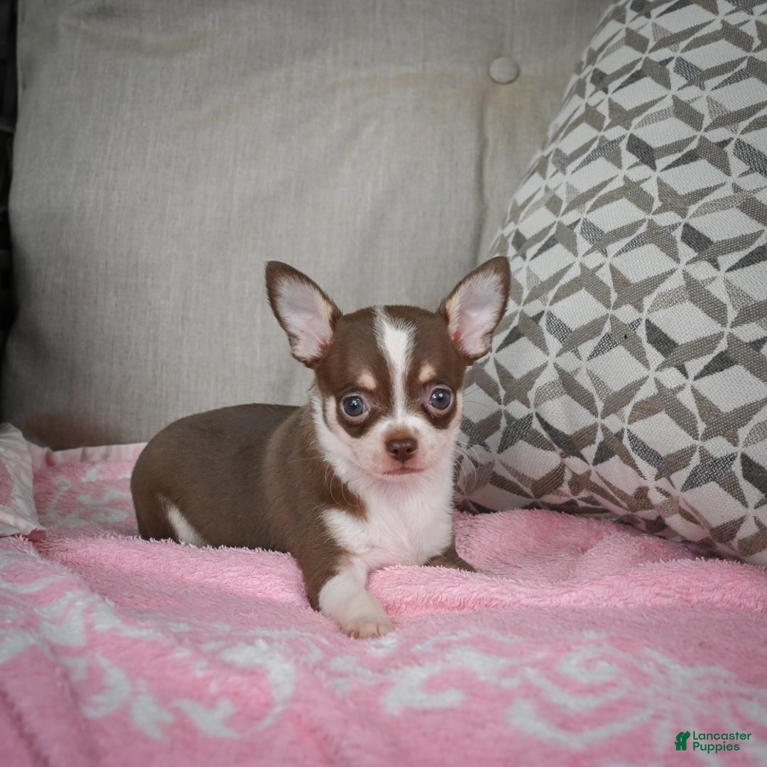 Chihuahua dogs for sale: Isabel - Ad 8