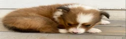 Shetland Sheepdog dogs for sale: Shervin  - Ad 8