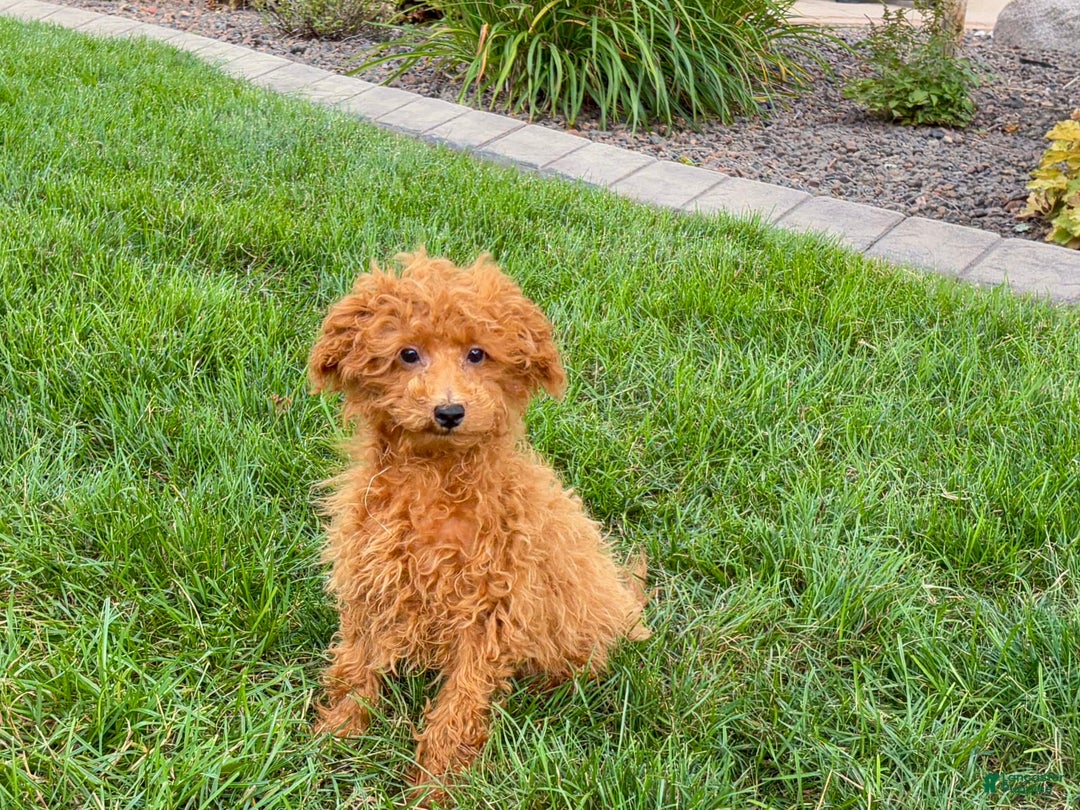 Maltipoo dogs for sale: Gary - Ad 3