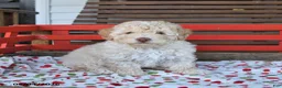 Miniature Poodle dogs for sale: Rocky - Ad 1