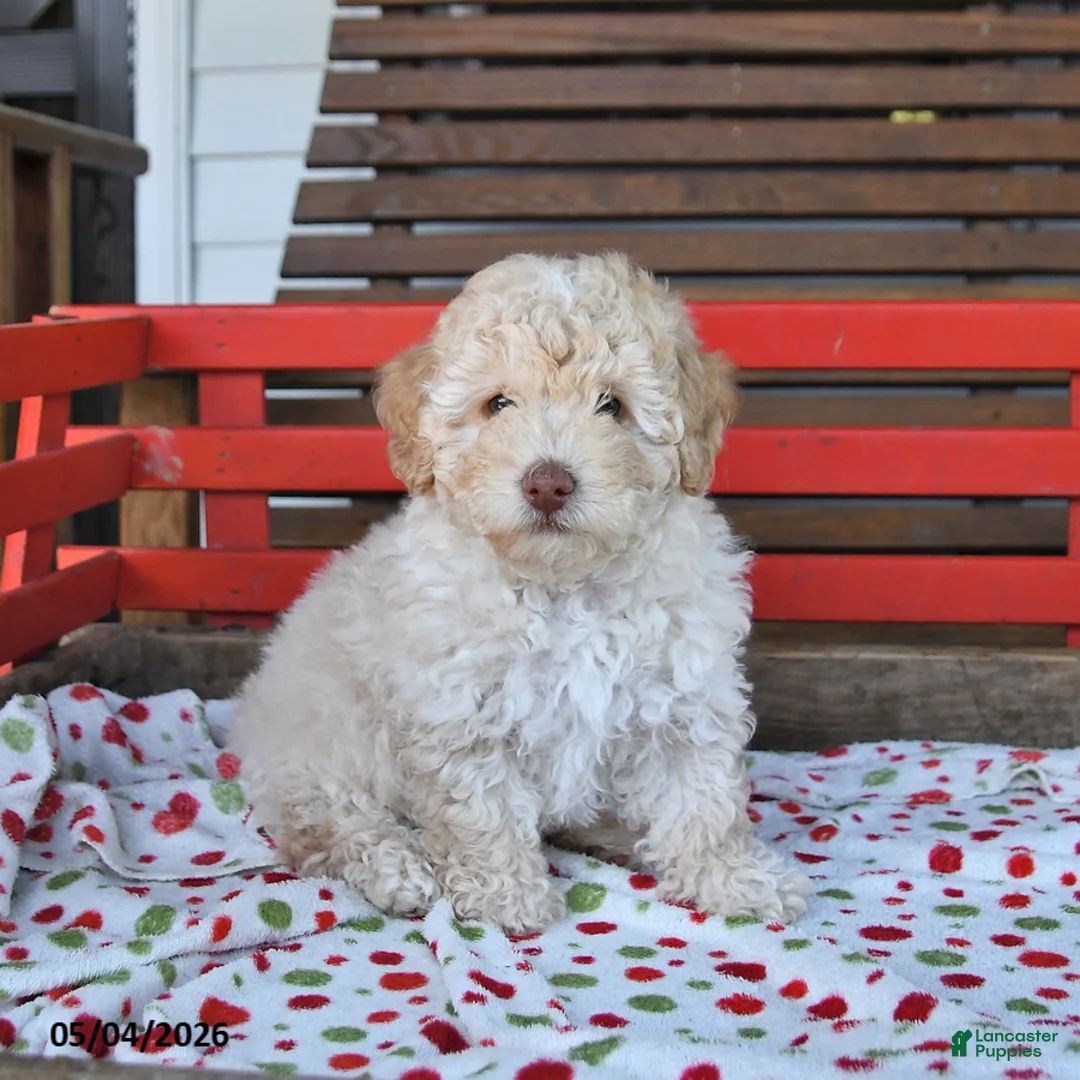 Miniature Poodle dogs for sale: Rocky - Ad 1