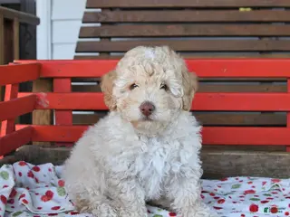 Miniature Poodle dogs for sale: Rocky - Ad 2
