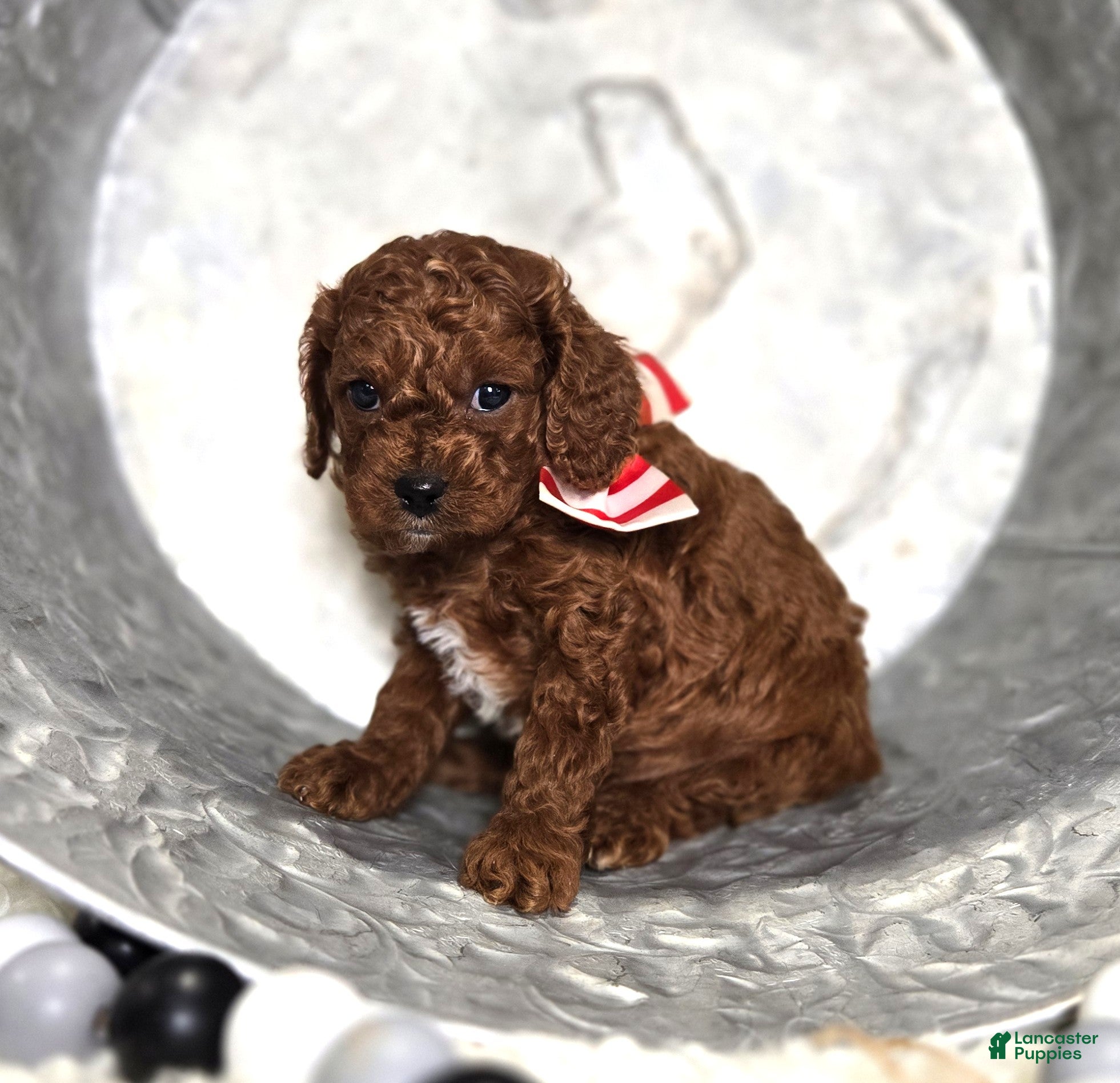 Cavapoo dogs Marcus - Ad 40