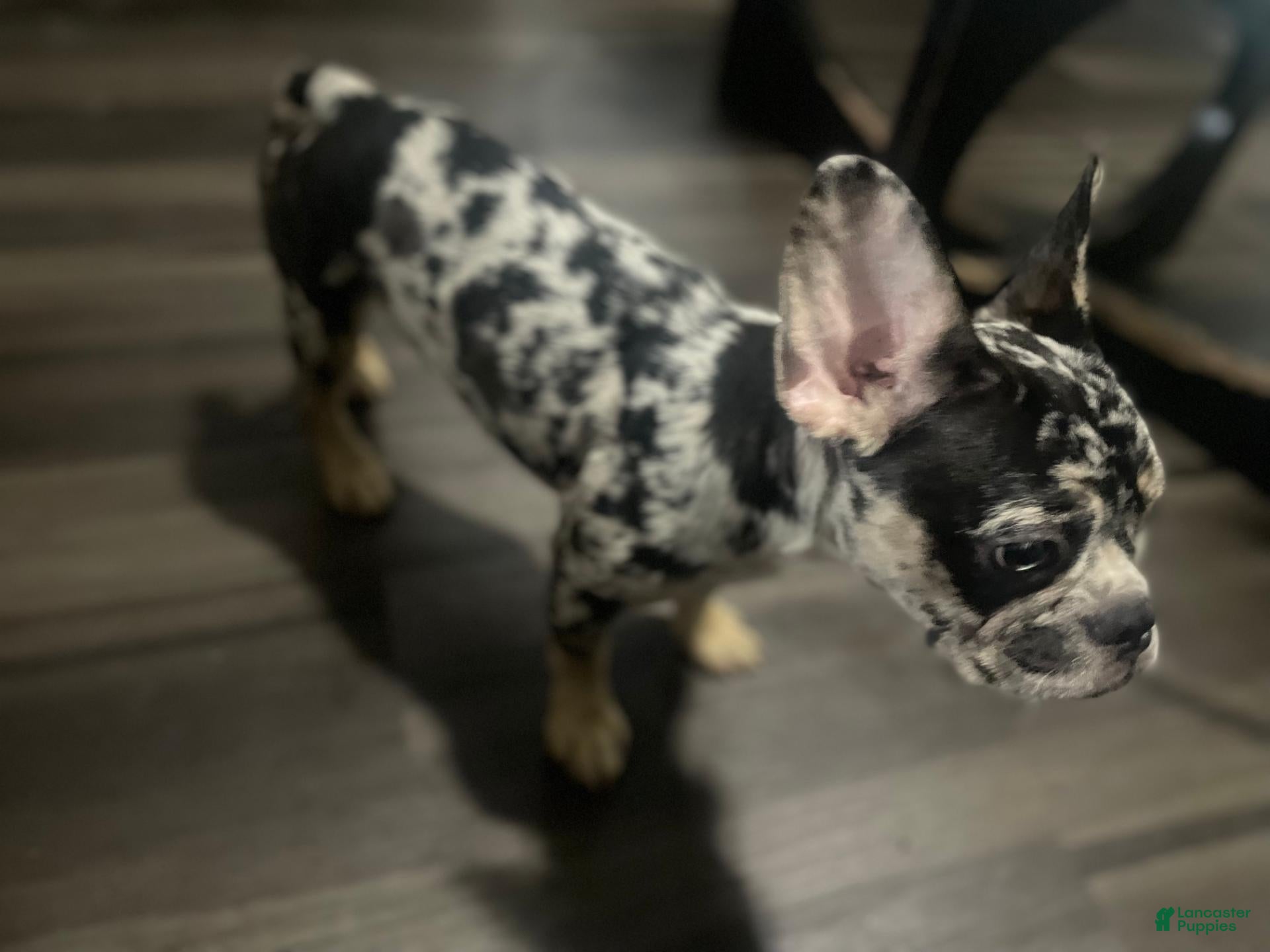 French Bulldog dogs for sale: Brownie - Ad 1