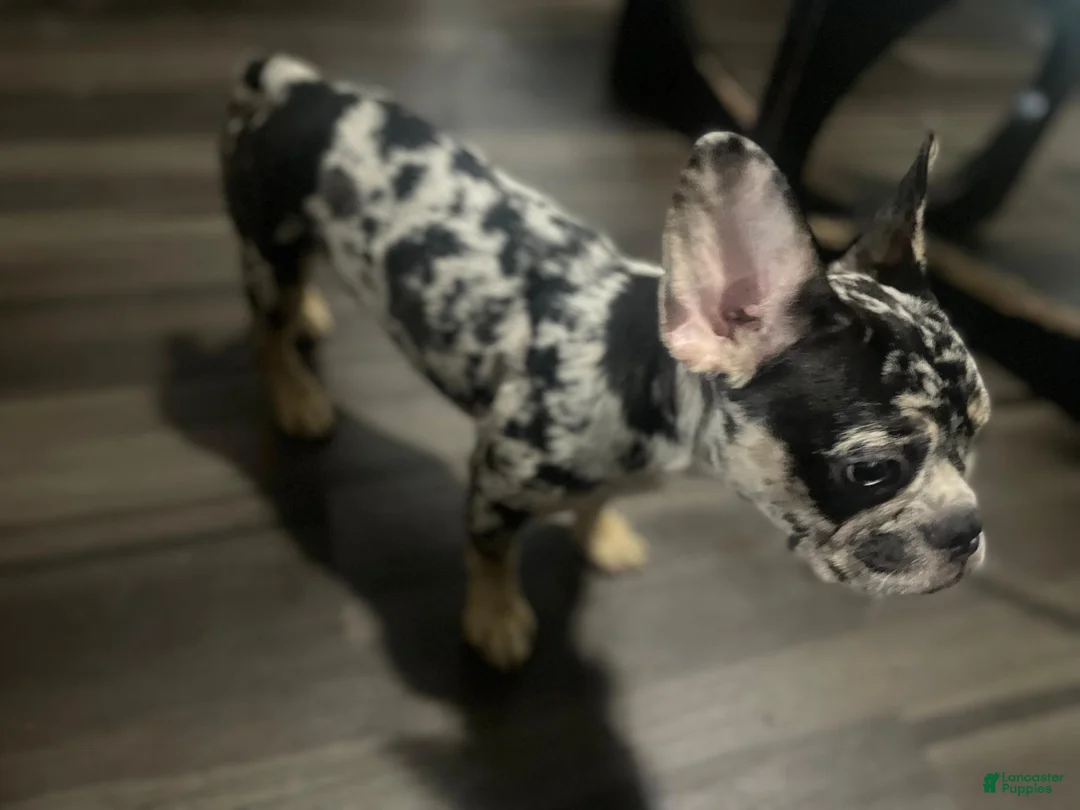 French Bulldog dogs for sale: Brownie - Ad 1