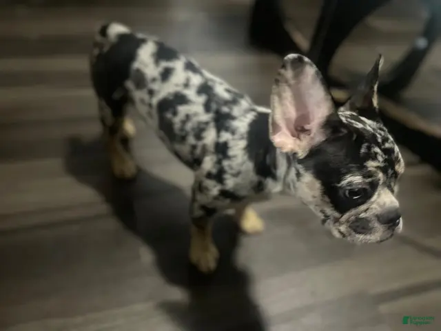 French Bulldog dogs for sale: Brownie - Ad 1