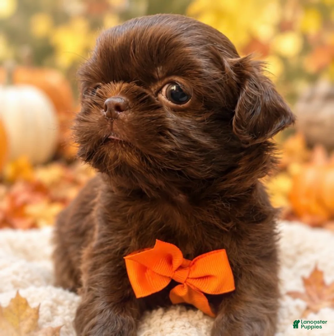 Shih Tzu dogs for sale: Chewy  - Ad 2